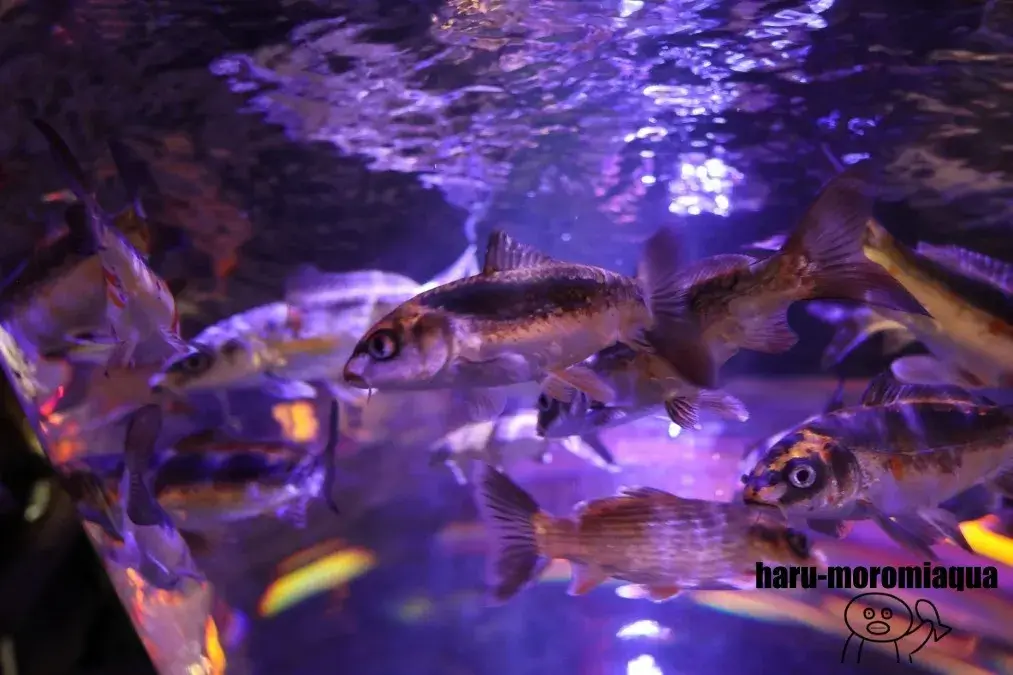 アク和リウム　魚