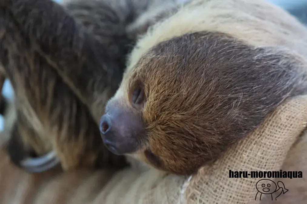 カワスイ　ナマケモノ