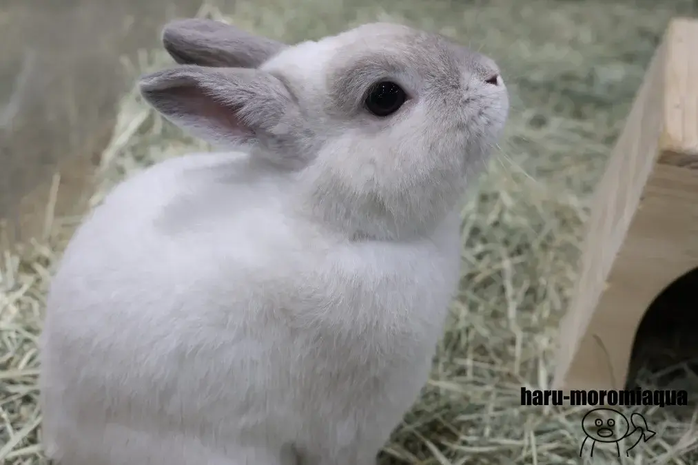 カワスイ　うさぎ