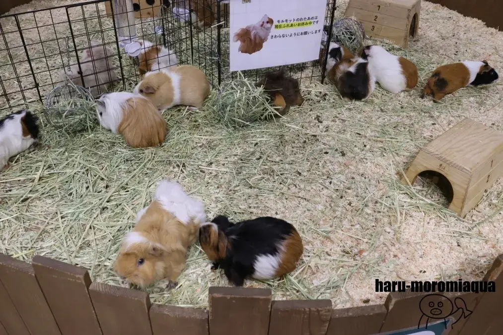 カワスイ　ふれあい