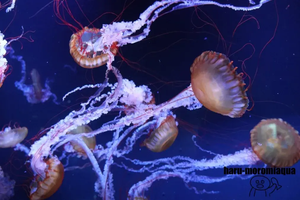 すみだ水族館　クラゲ