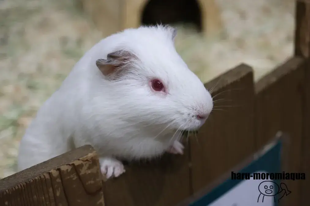 カワスイ　モルモット