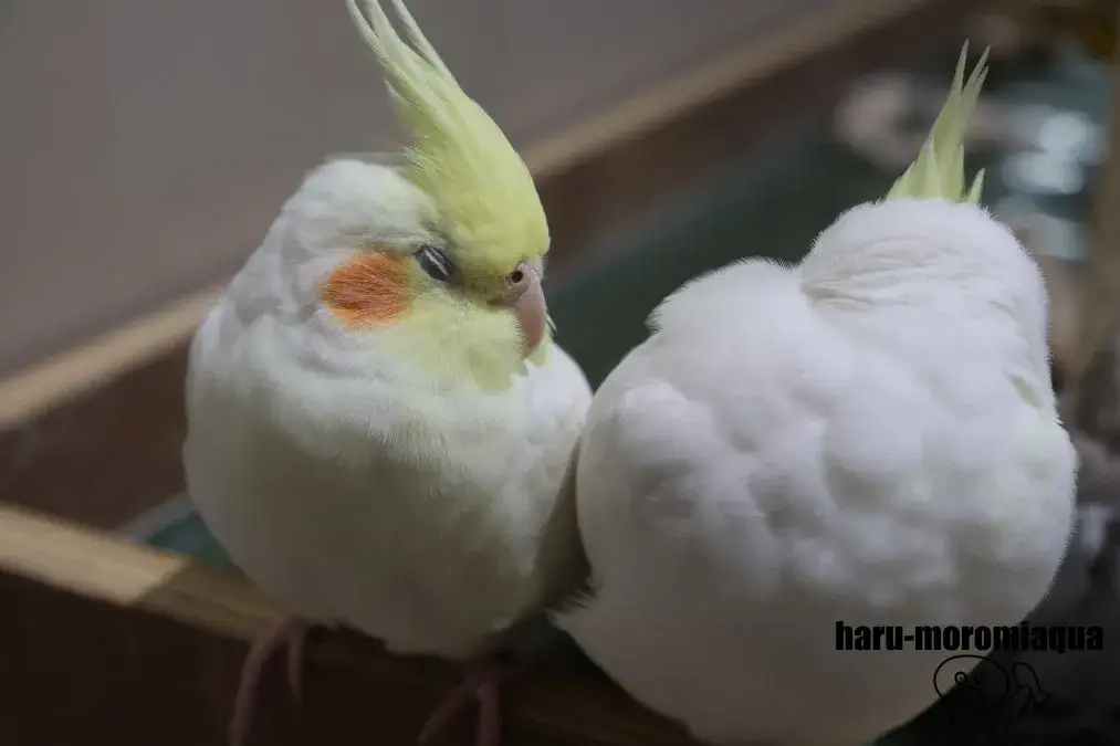 カワスイ　オカメインコ