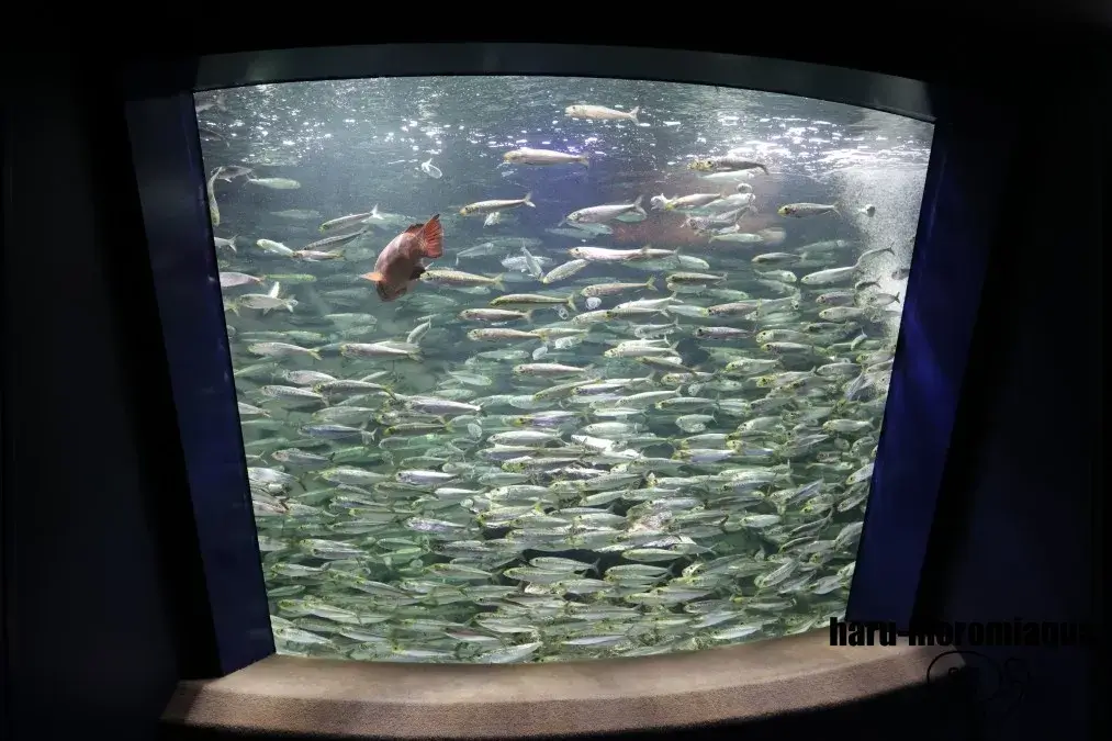 サンシャイン水族館