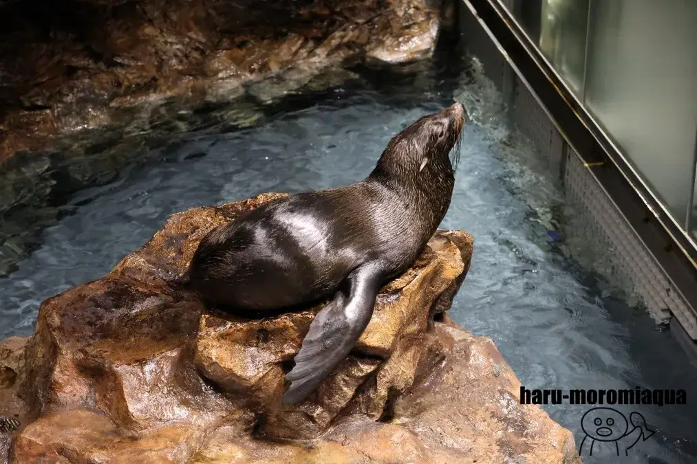 すみだ水族館　オットセイ