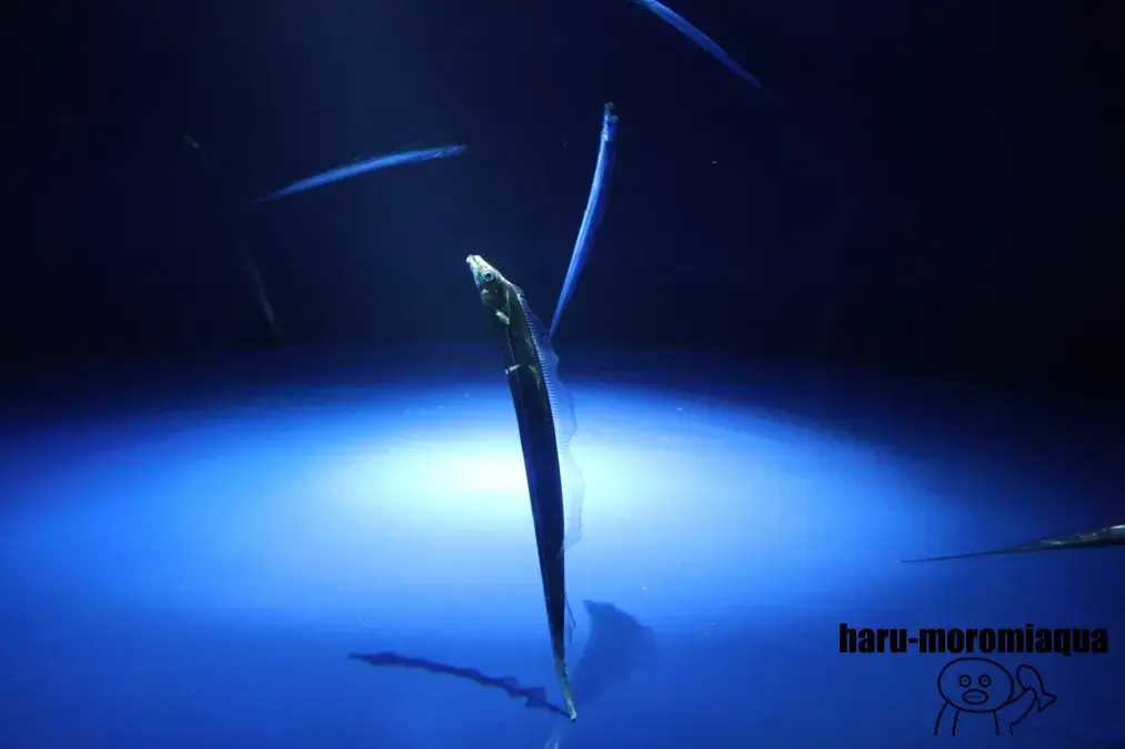 サンシャイン水族館　タチウオ