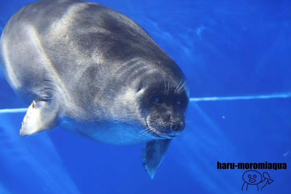 サンシャイン水族館　バイカルアザラシ