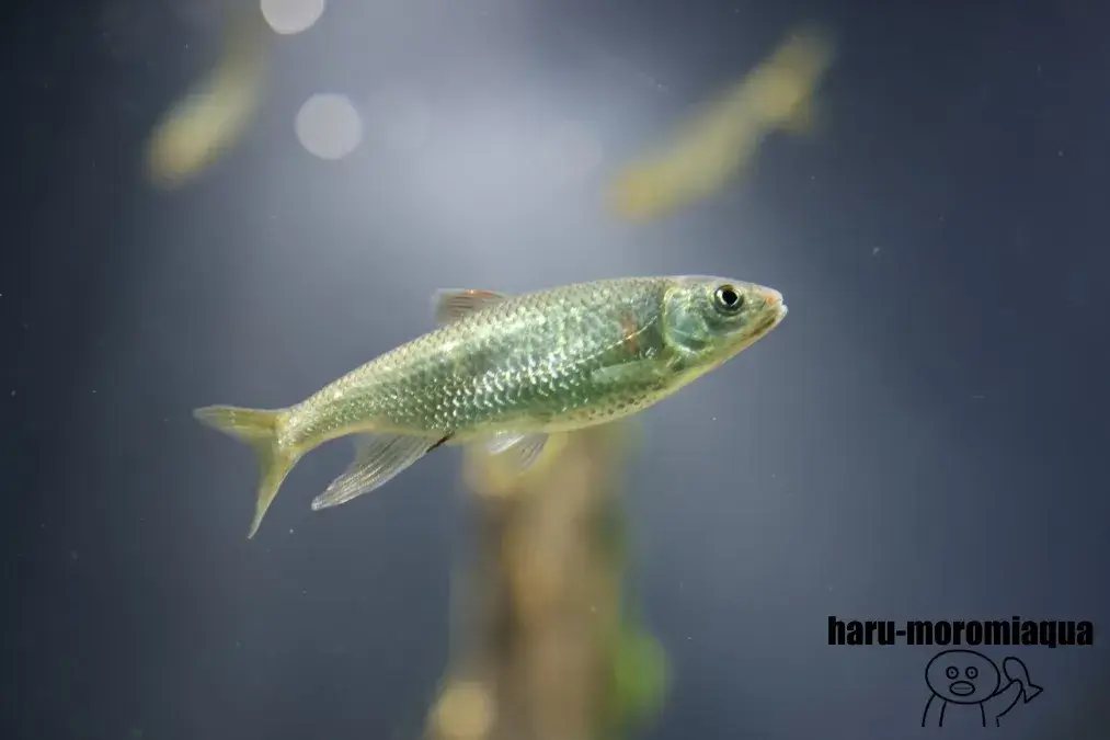 サンシャイン水族館　魚