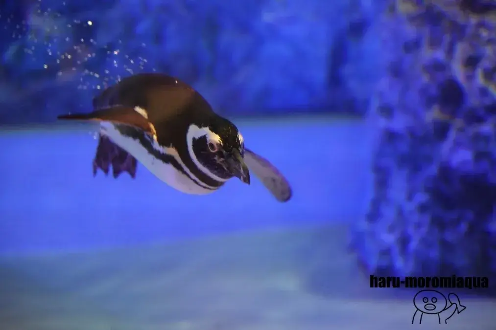 すみだ水族館　ペンギン