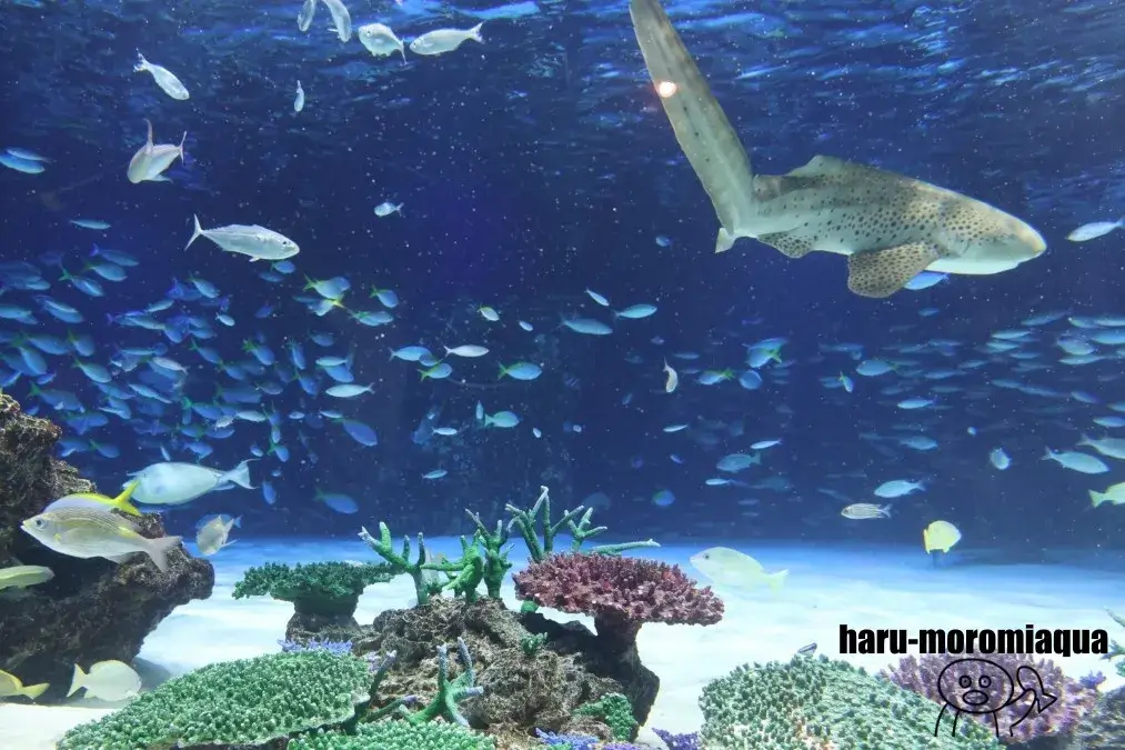 サンシャイン水族館　ラグーン水槽