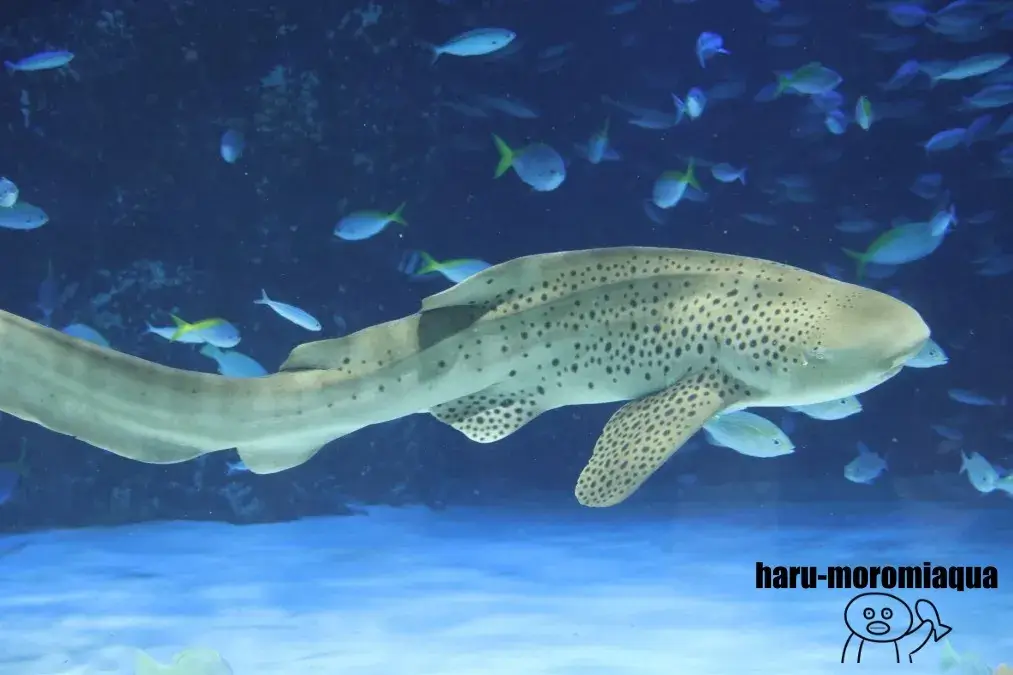 サンシャイン水族館　トラフザメ