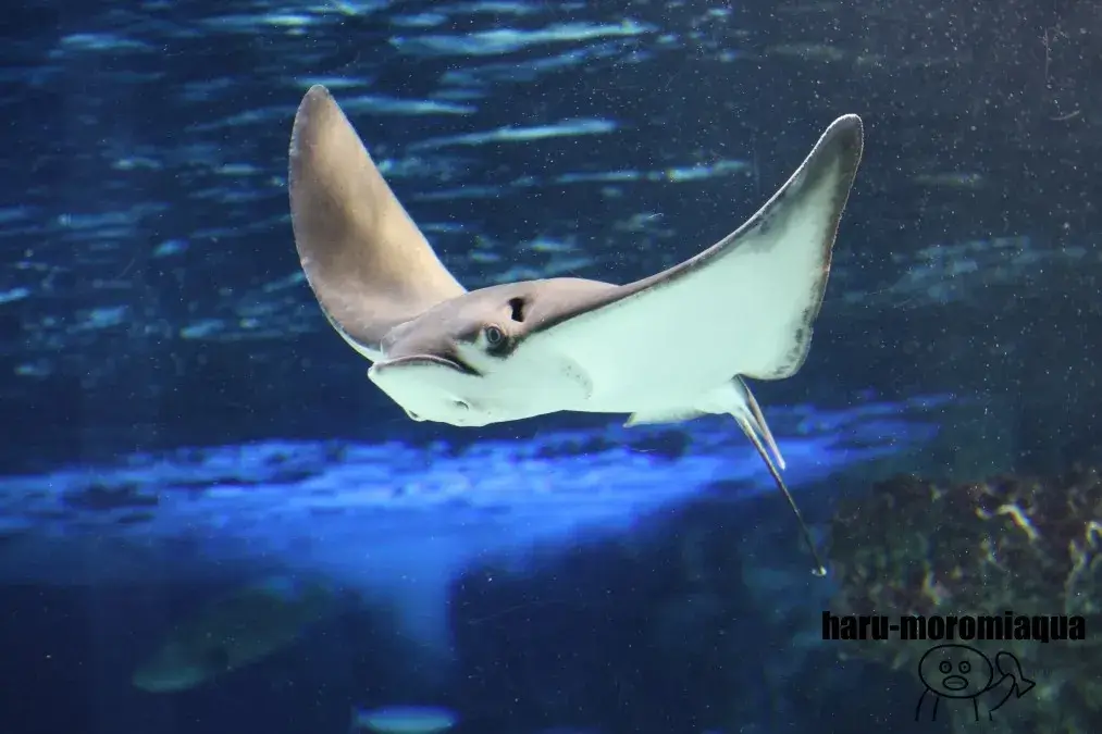サンシャイン水族館　エイ