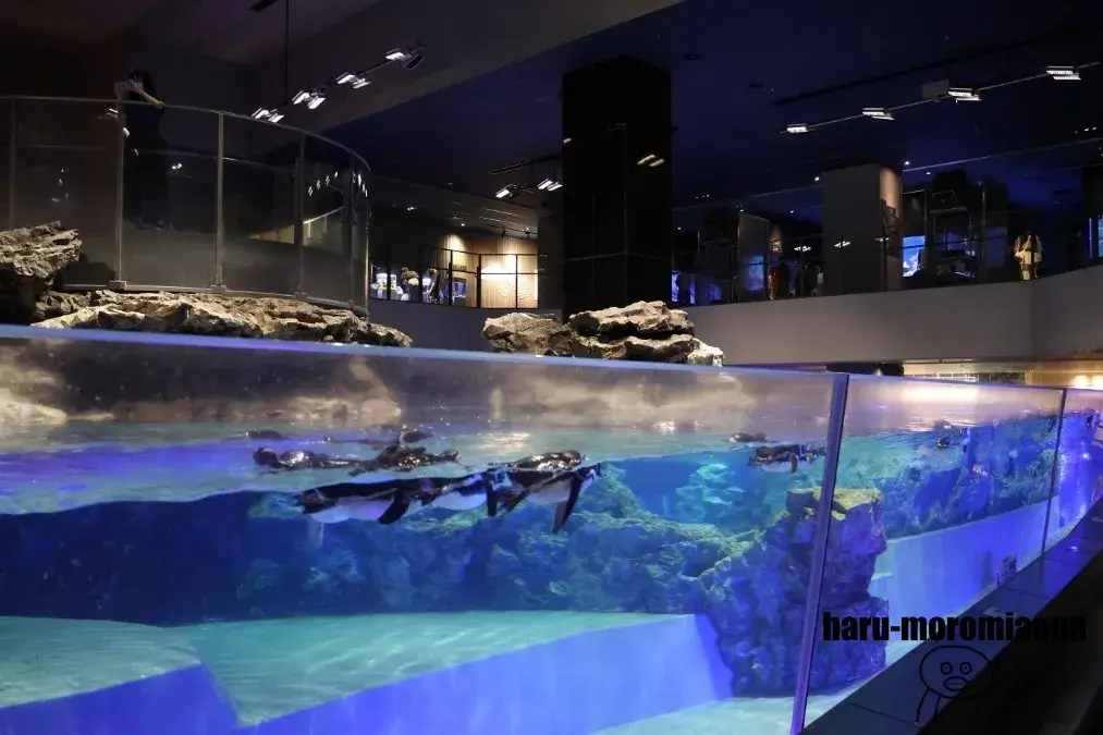 すみだ水族館　マゼランペンギン