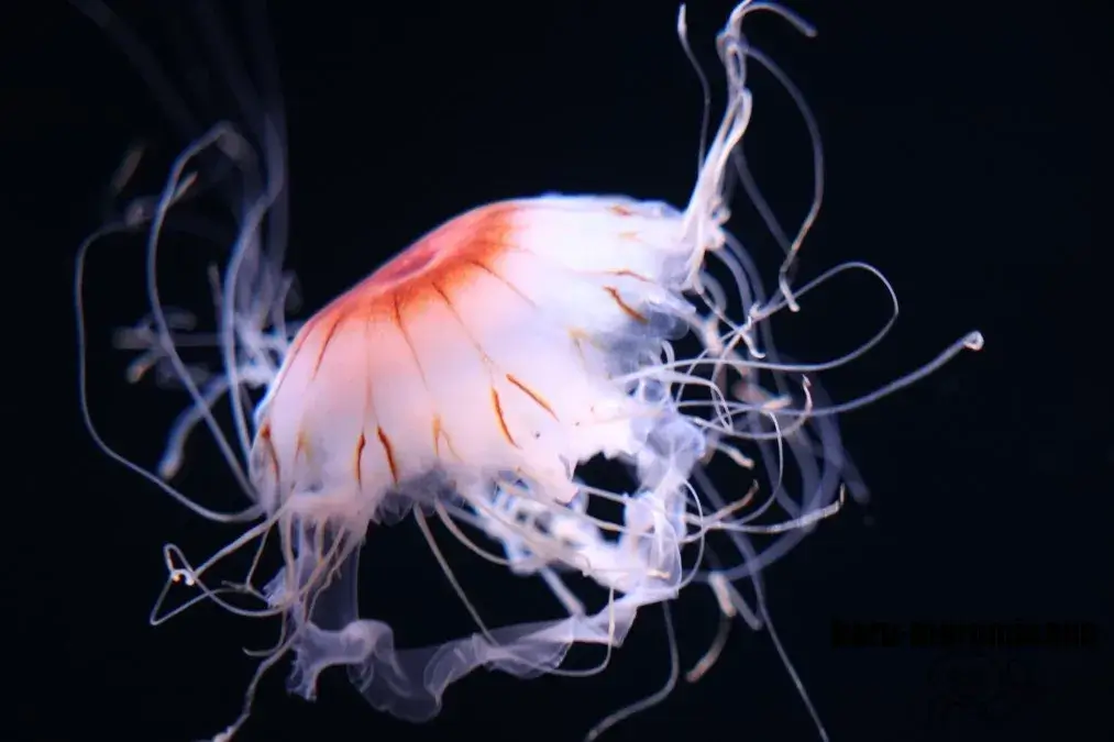 サンシャイン水族館　クラゲ