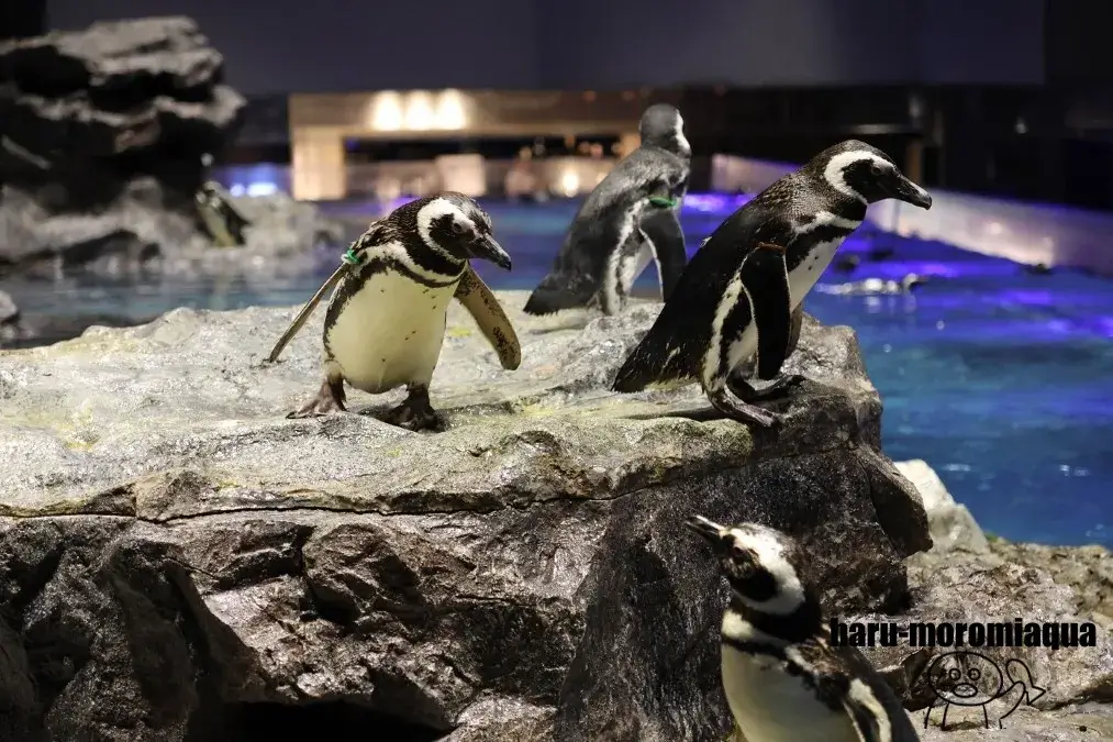 すみだ水族館　マゼランペンギン