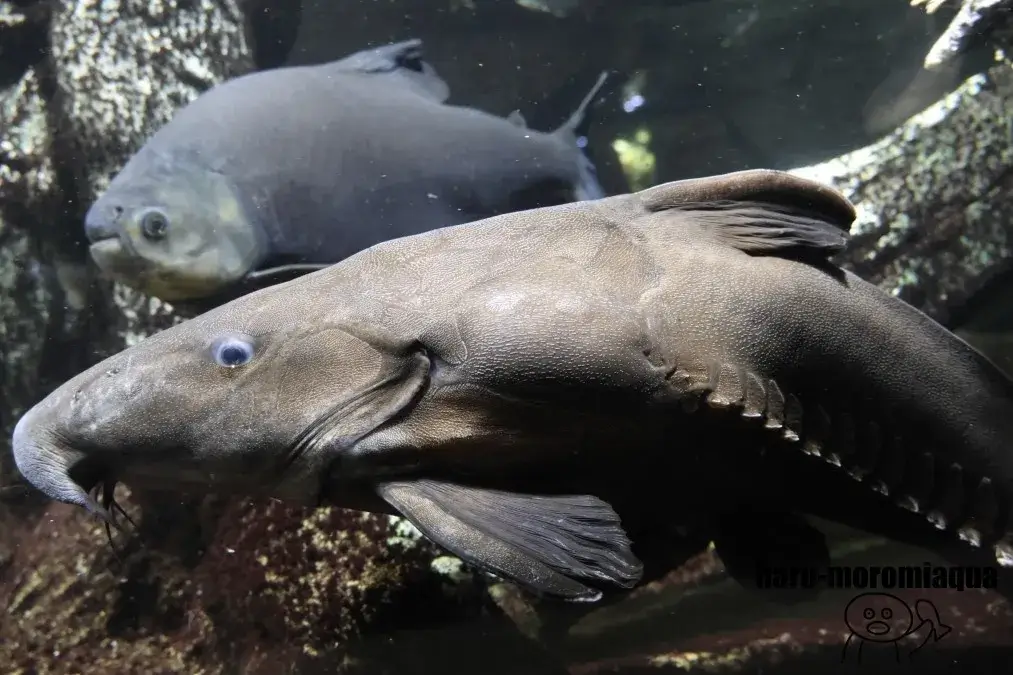 サンシャイン水族館　ドラド