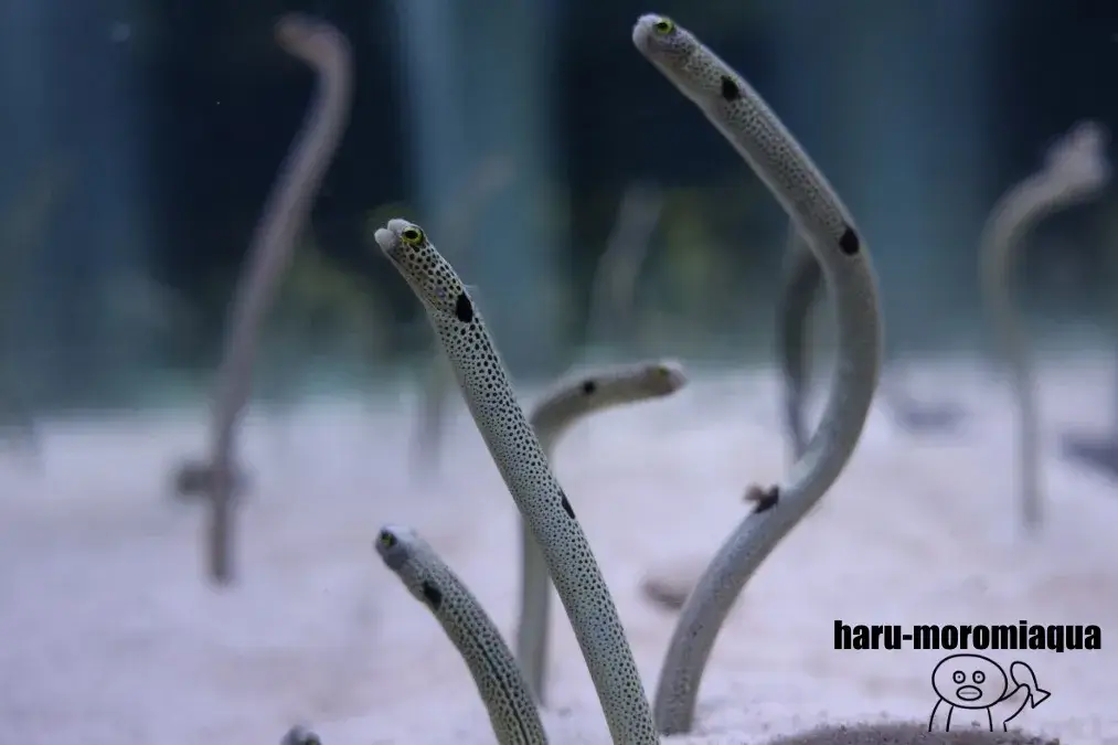 すみだ水族館　チンアナゴ