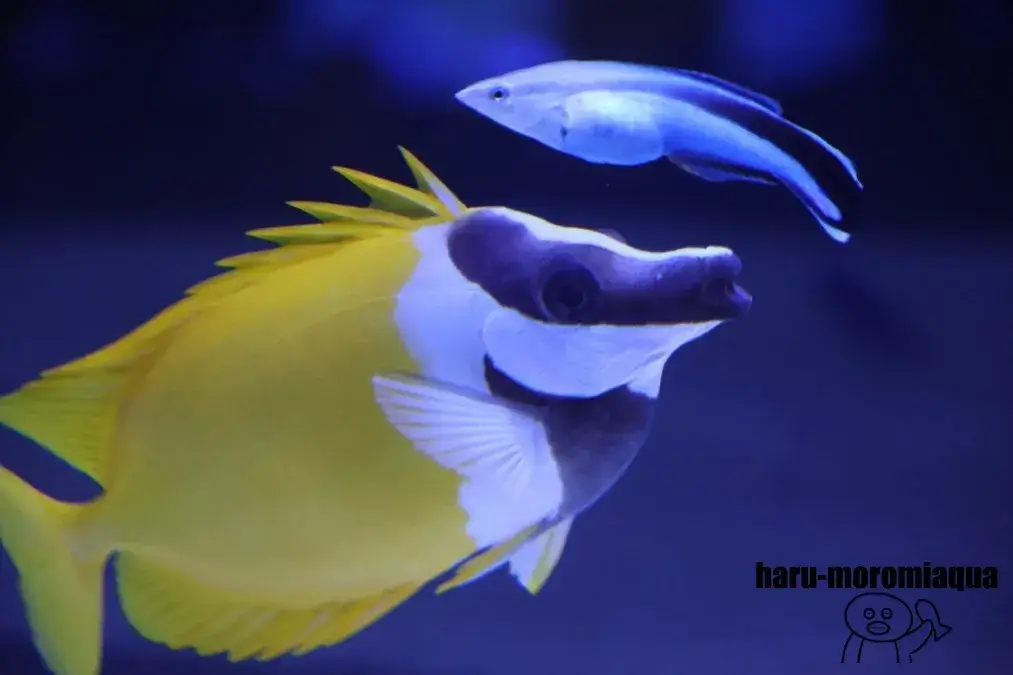 すみだ水族館　チョウチョウウオ