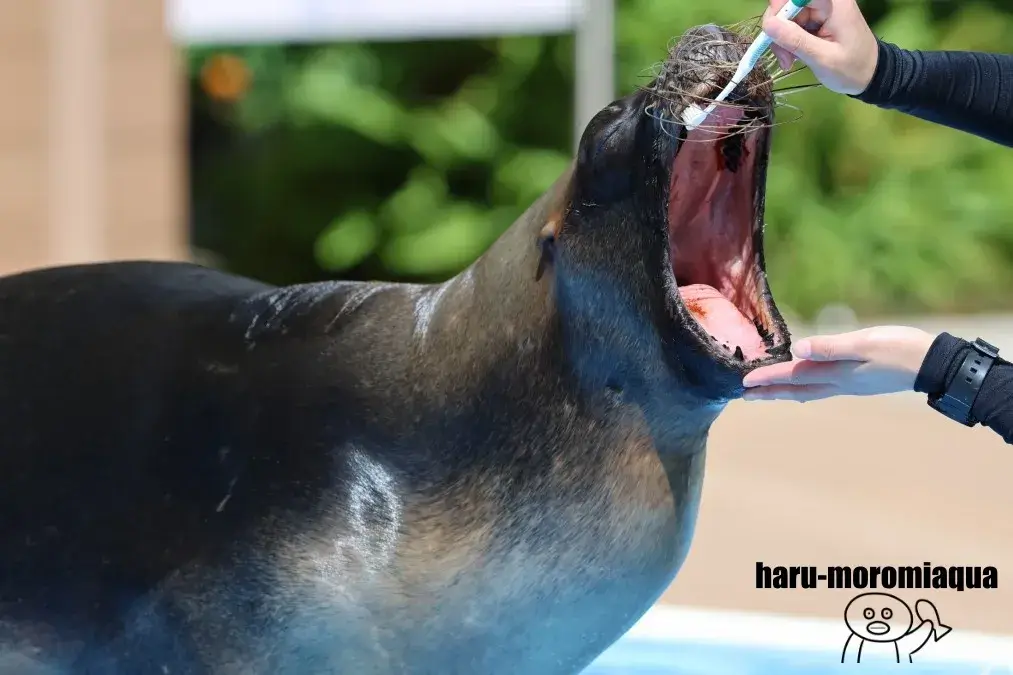 サンシャイン水族館　アシカ