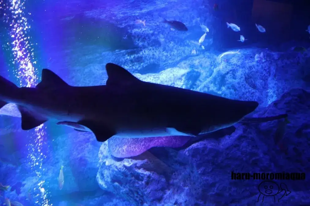 すみだ水族館　シロワニ