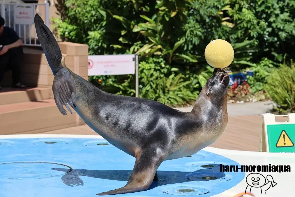 サンシャイン水族館　アシカパフォーマンス