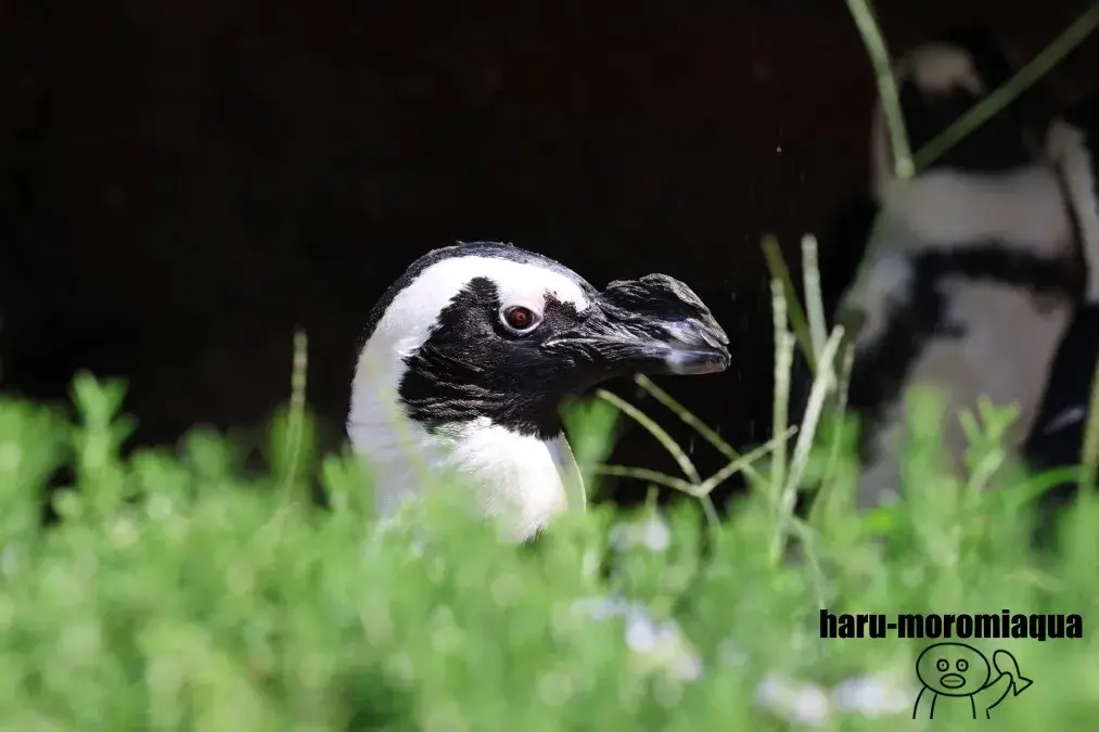 サンシャイン水族館　ケープペンギン