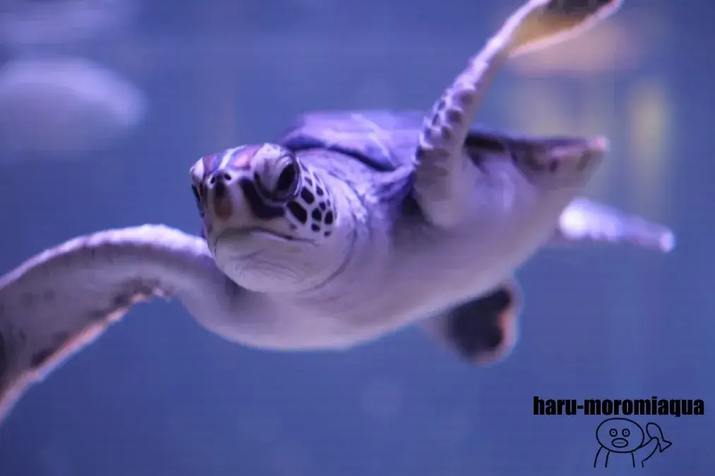 すみだ水族館　ウミガメ