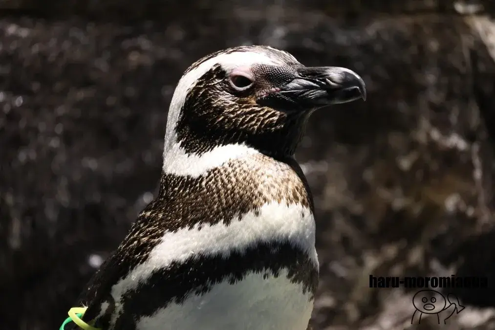 すみだ水族館　マゼランペンギン