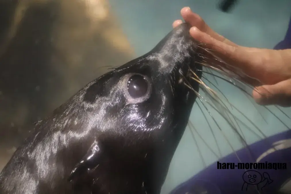 すみだ水族館　オットセイ