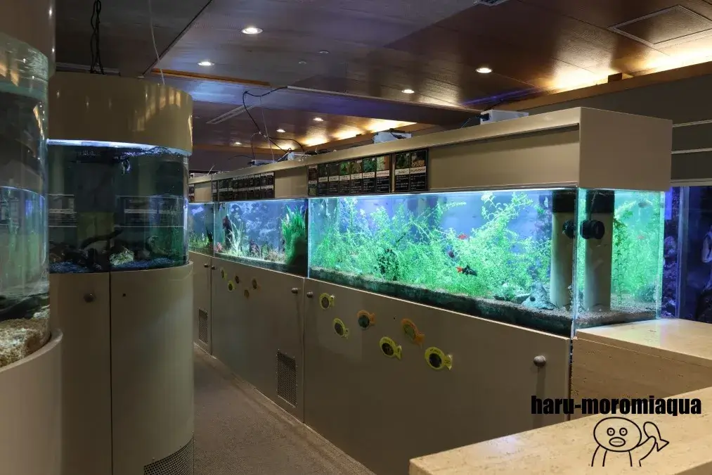 板橋区立熱帯環境植物館　ミニ水族館