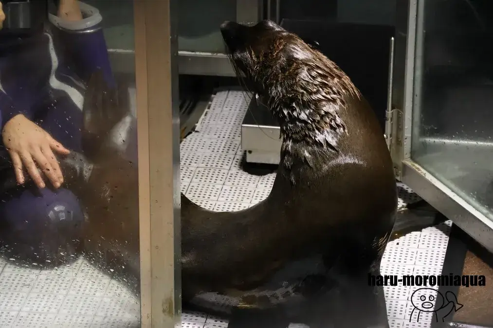 すみだ水族館　オットセイ