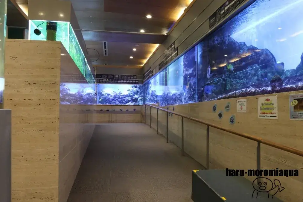 板橋区立熱帯環境植物館　ミニ水族館