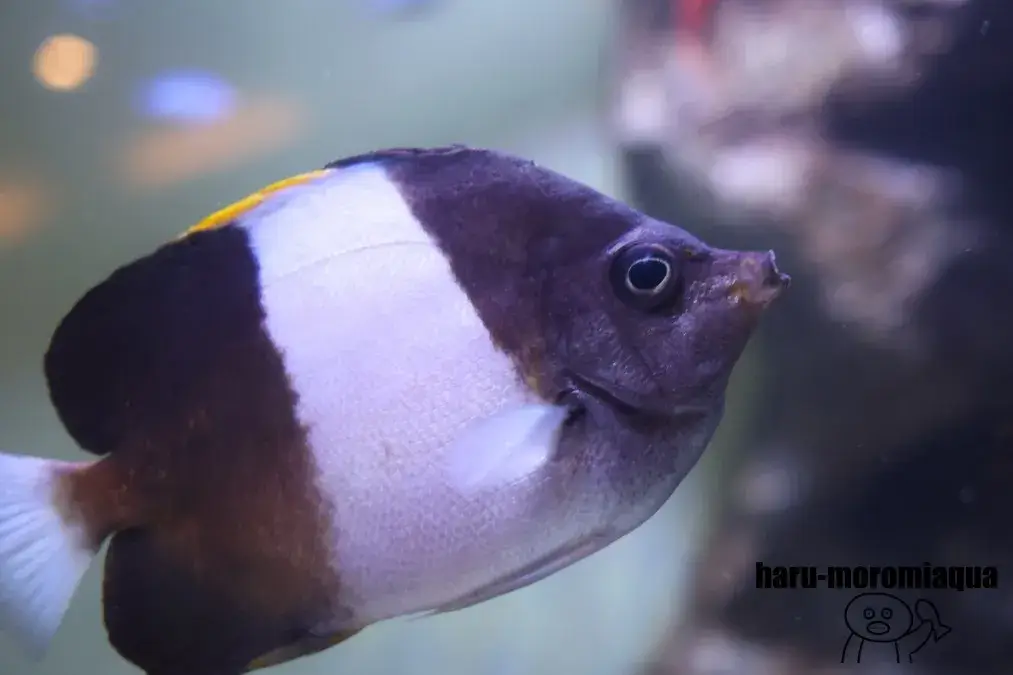 板橋区立熱帯環境植物館　魚