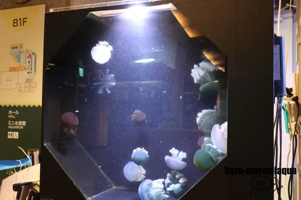 板橋区立熱帯環境植物館　クラゲ