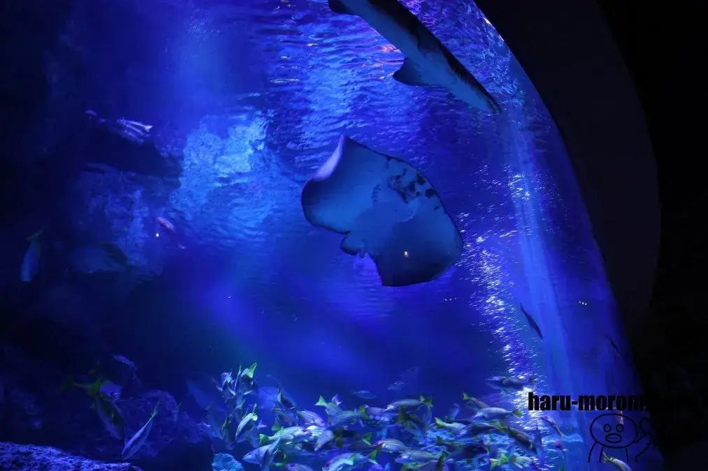 すみだ水族館　小笠原大水槽
