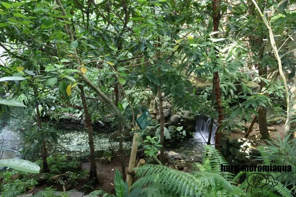 板橋区立熱帯環境植物館