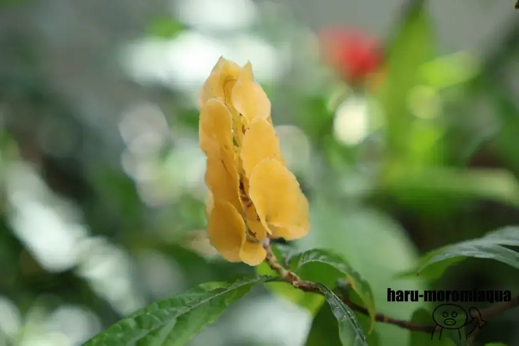 板橋区立熱帯環境植物館