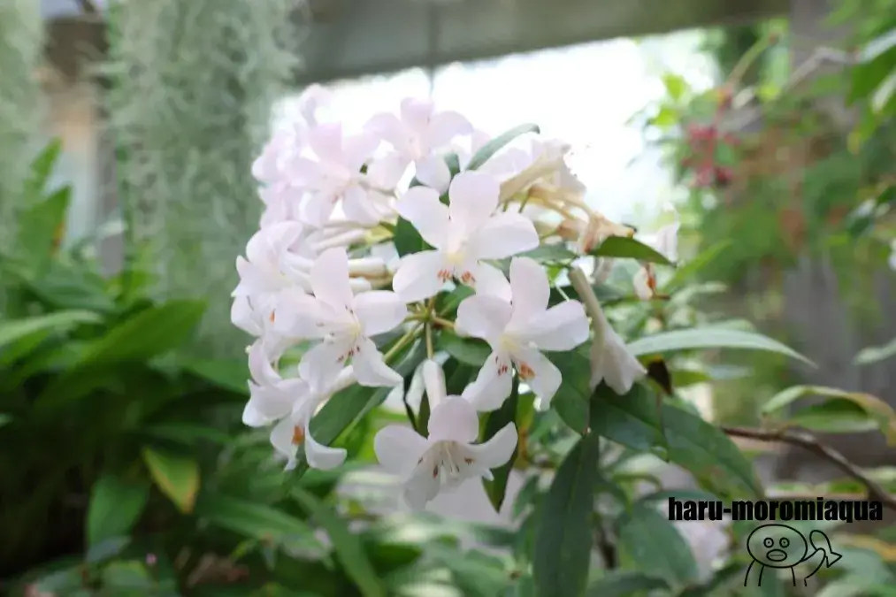 板橋区立熱帯環境植物館