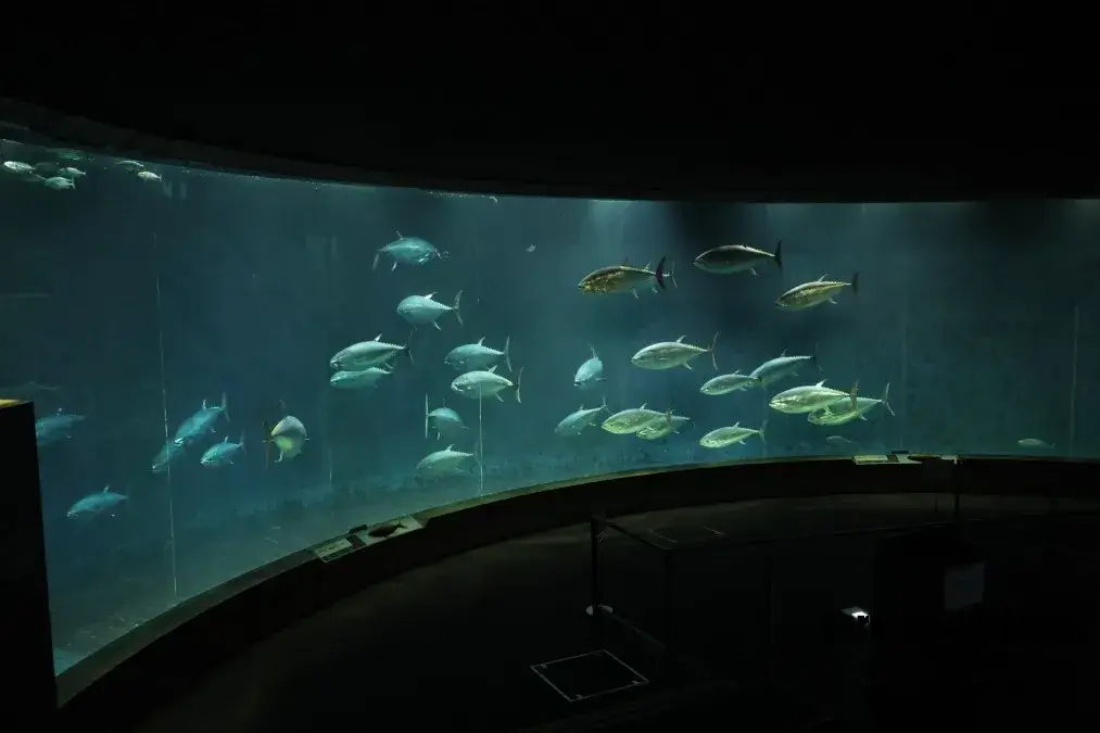葛西臨海水族園　マグロ
