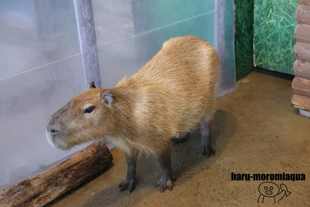 新江ノ島水族館　カピバラ