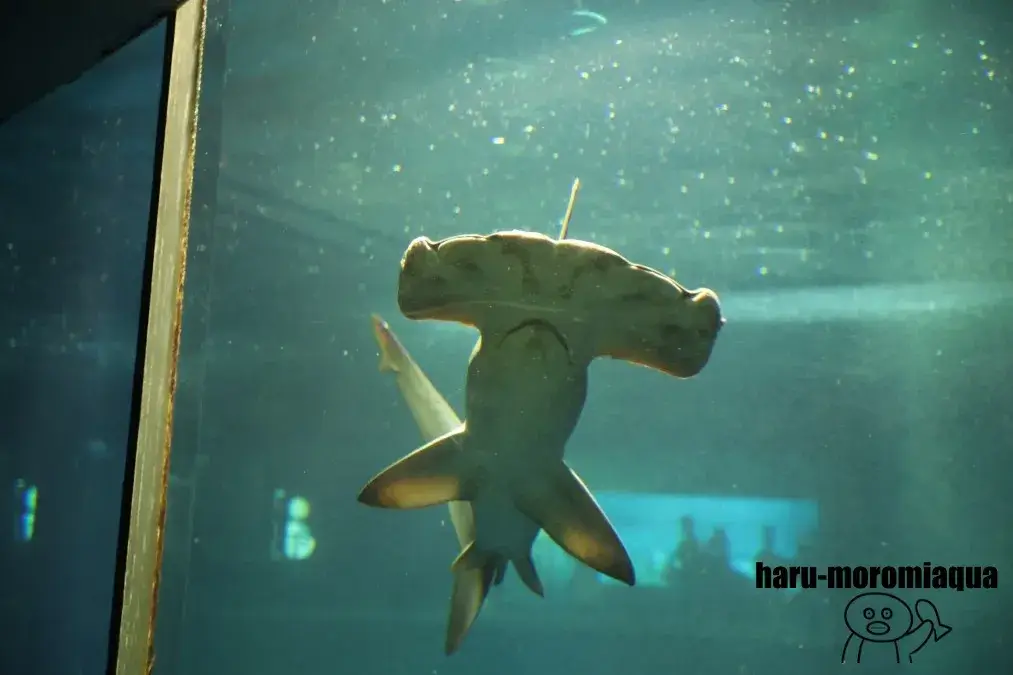 葛西臨海水族園　シュモクザメ
