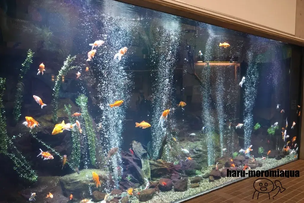 足立区生物園　金魚