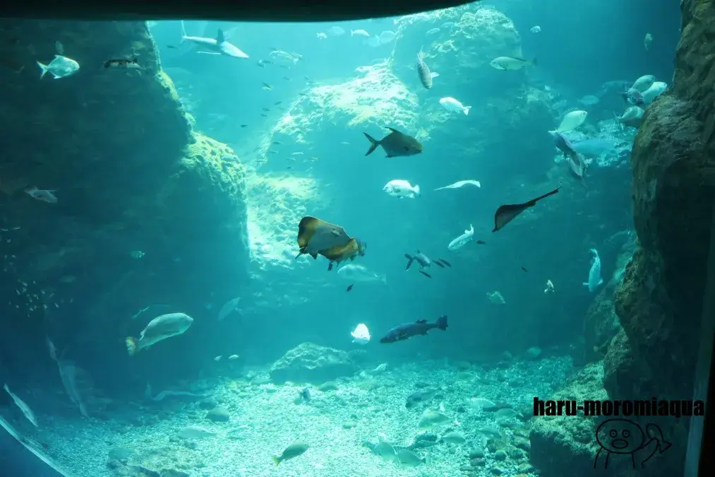 新江ノ島水族館　大水槽