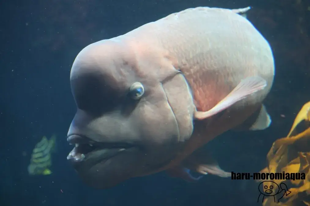 新江ノ島水族館　コブダイ