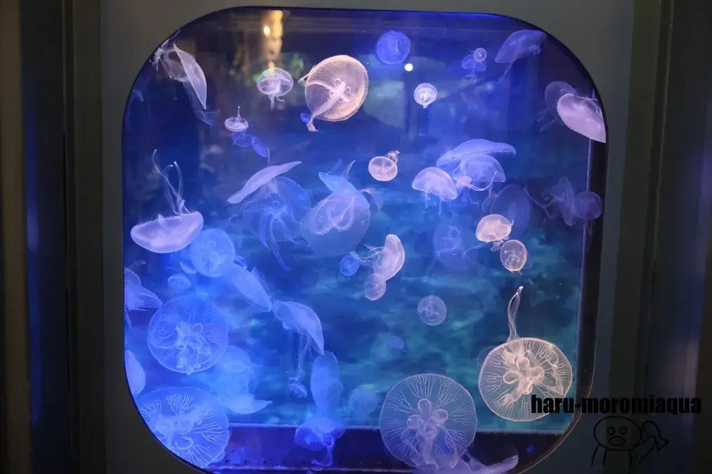 足立区生物園　クラゲ