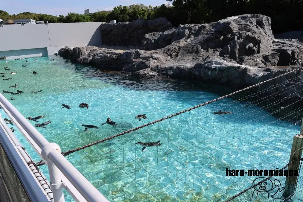 葛西臨海水族園　ペンギン