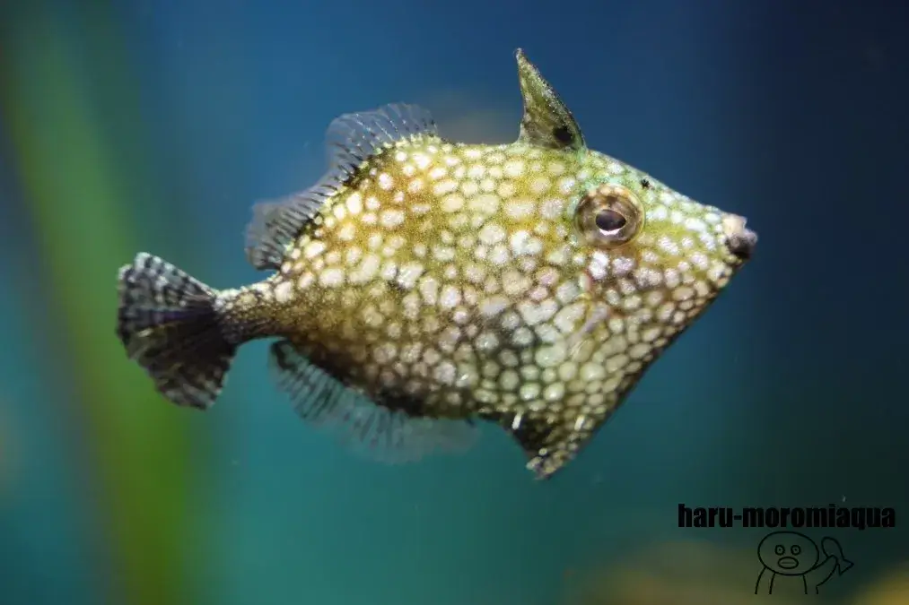 足立区生物園　魚