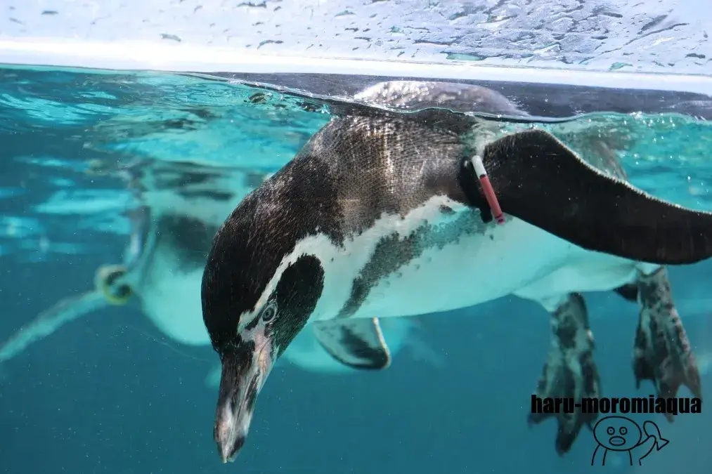 葛西臨海水族園　フンボルトペンギン