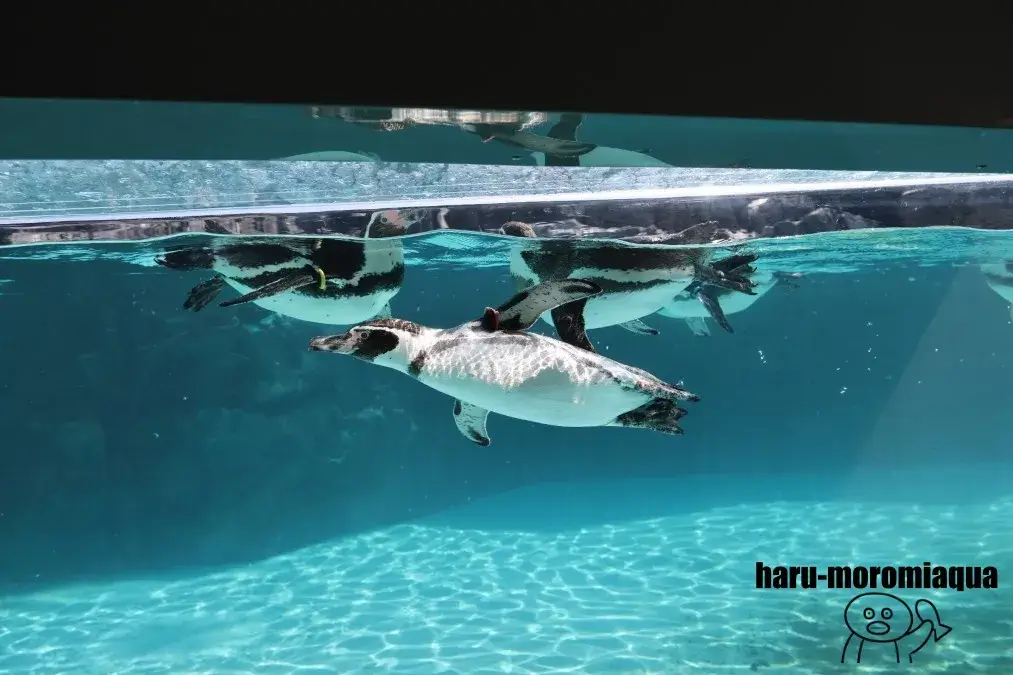 葛西臨海水族園　ペンギン