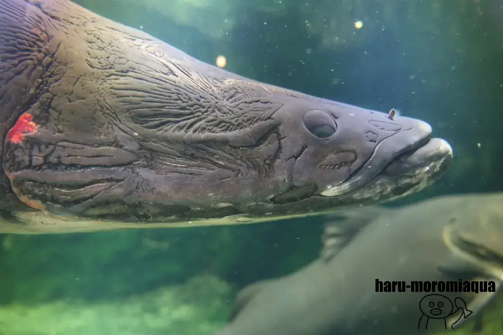 足立区生物園　ピラルク